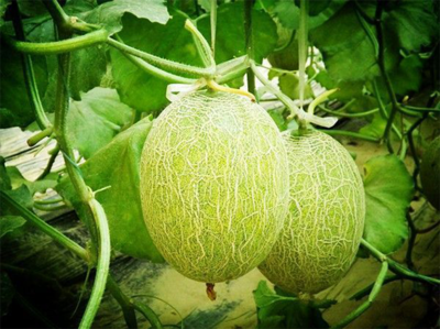 濟(jì)南市振興十大農(nóng)業(yè)特色產(chǎn)業(yè)暨“菜籃子”工程現(xiàn)場(chǎng)推進(jìn)會(huì)走進(jìn)刁鎮(zhèn)